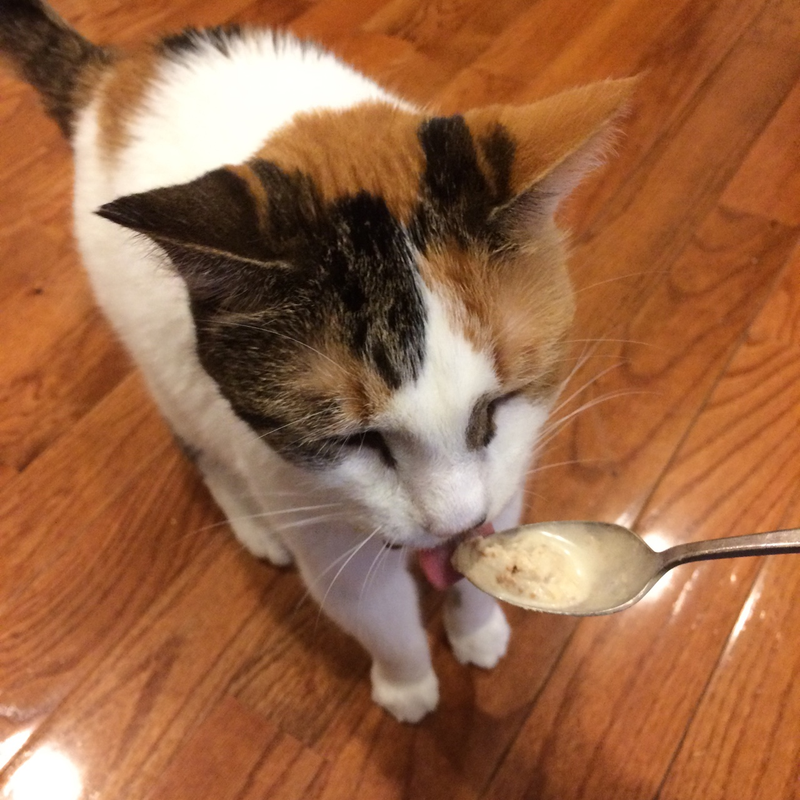 Kitty eating ice cream from Hattie’s Blog about making cat friendly ice cream